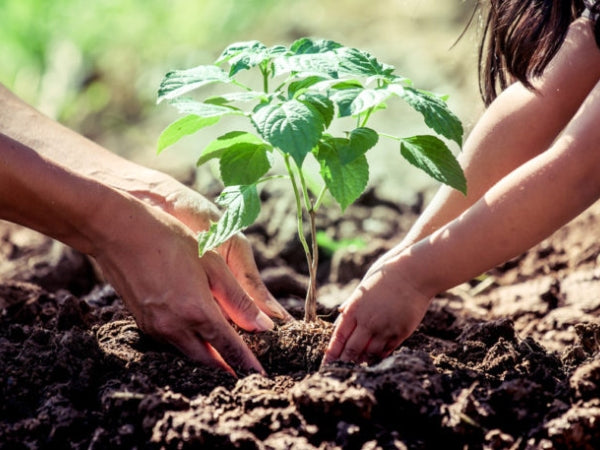 Planting a tree together